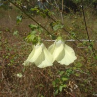 Hibiscus vitifolius L.